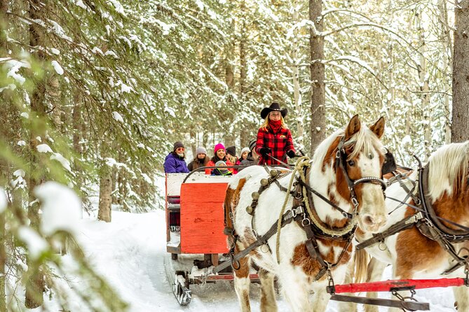 1 Hour Shared Winter Sleigh Ride Experience in Kananaskis - Key Things To Know Before You Go