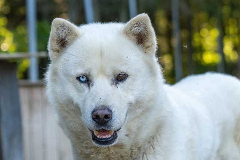 15 min. Tadoussac : Behind-the-Scenes Sled Dog Kennel Tour - Who this tour fits best, and who might want to choose differently