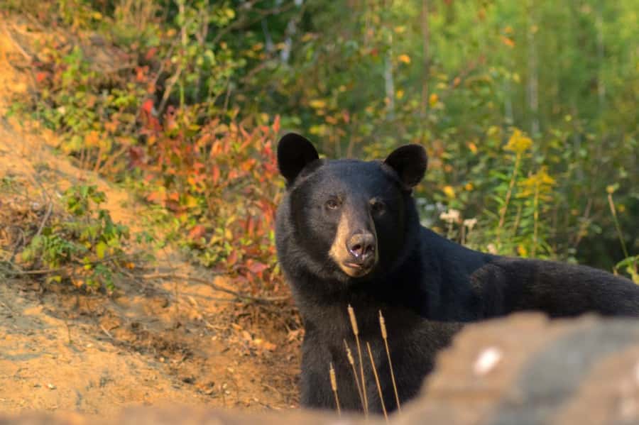 15 min. Tadoussac : Black Bear Observation with Expert Guide - Key things I’d bet on before you go