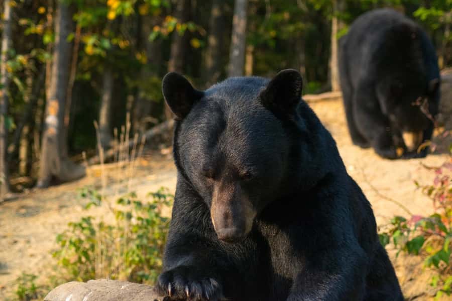 15 min. Tadoussac : Black Bear Observation with Expert Guide - Why this Tadoussac-area black bear spot works