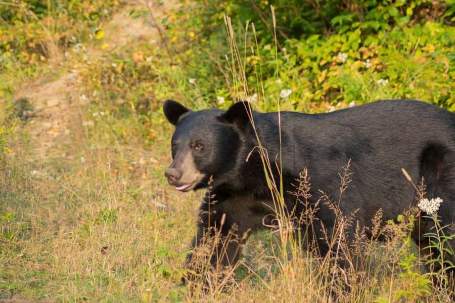 15 min. Tadoussac : Black Bear Observation with Expert Guide - Inside the secure observation post: what the 2 hours feel like