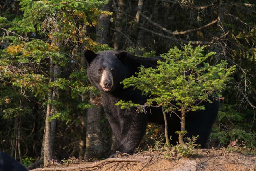 15 min. Tadoussac : Black Bear Observation with Expert Guide - The bear-sighting reality check (and the free return option)