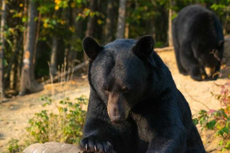 15 min. Tadoussac : Black Bear Observation with Expert Guide - What to bring for a comfortable, bear-safe forest sit