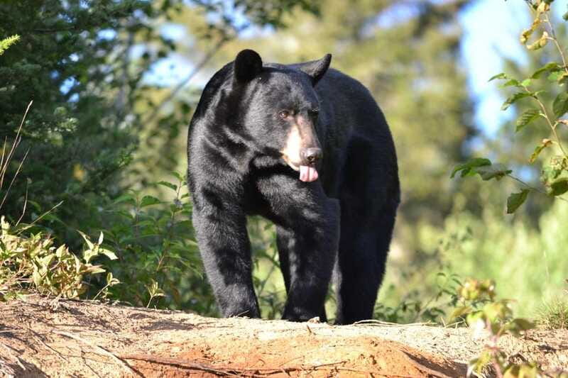 15 min. Tadoussac : Black Bear Observation with Expert Guide - Should you book this black bear observation?