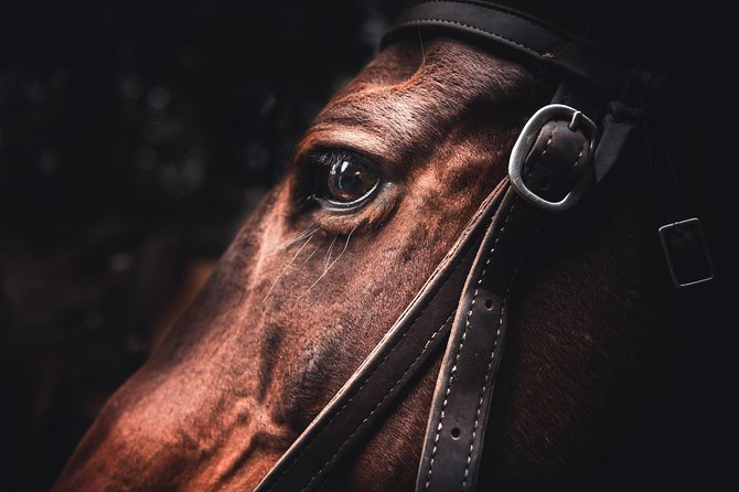 2-Day Sundance Overnight Backcountry Lodge Trip by Horseback - Horseback to Sundance Lodge, then lodge comfort in the Canadian wild