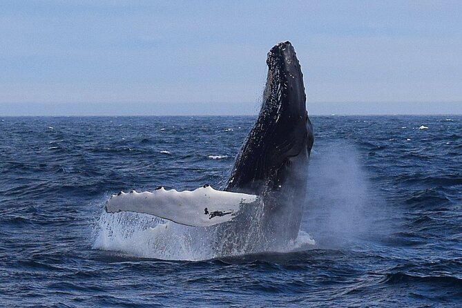 2 Hour Award-Winning Whale and Seabird Boat Tour from St. John's - Quick hits before you go