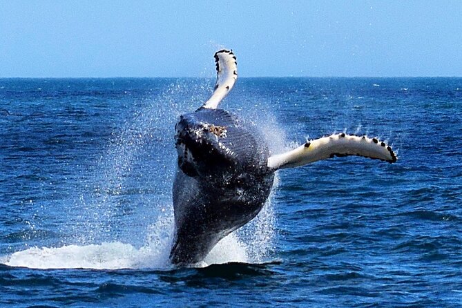 2 Hour Award-Winning Whale and Seabird Boat Tour from St. John's - Why this 2-hour whale and seabird route makes sense in St. John’s