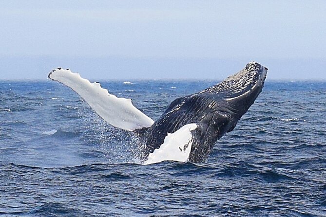 2 Hour Award-Winning Whale and Seabird Boat Tour from St. John's - Getting the most out of the heated cabin and the weather