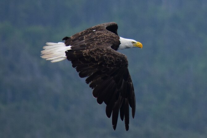 2 Hour Award-Winning Whale and Seabird Boat Tour from St. John's - Stop 2: Signal Hill, Cabot Tower, and coastal trails