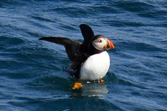 2 Hour Award-Winning Whale and Seabird Boat Tour from St. John's - Stop 5: Cape Spear National Historic Site, Atlantic views, and the most easterly point