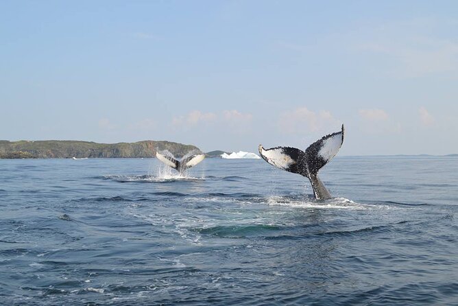 2 Hour Boat Tour in Twillingate - Key things I’d prioritize on this tour