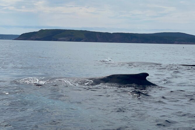 2 Hours Guided Whale and Bird Boat Tour in Bay Bulls - Bay Bulls and Witless Bay, the wildlife comes with the route