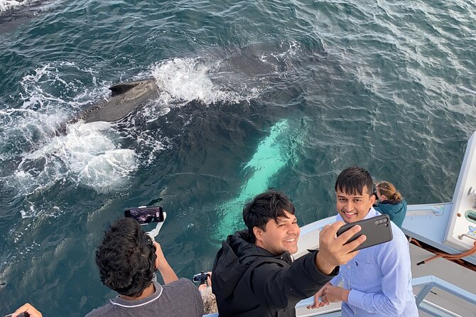 2 Hours Guided Whale and Bird Boat Tour in Bay Bulls - Puffins, auks, and petrels: how the narration boosts your spotting