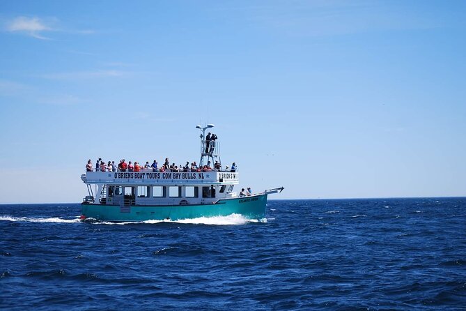 2 Hours Guided Whale and Bird Boat Tour in Bay Bulls - Whale and dolphin moments, and the most honest way to plan for them