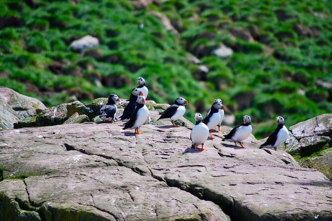 2 Hours Guided Whale and Bird Boat Tour in Bay Bulls - Stop 1: Witless Bay ecological reserve and why the bird numbers are mind-boggling
