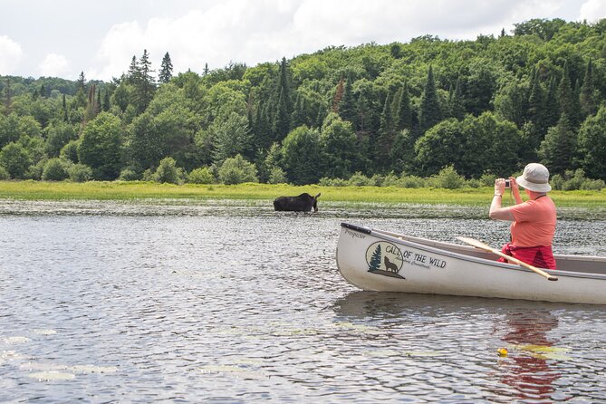 3-Day Algonquin Park Canoe Trip - Day 2: Moose time, river choices, and a picnic-beach payoff at Welcome Lake