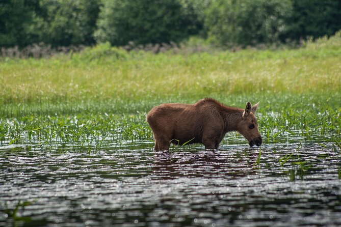 3-Day Algonquin Park Canoe Trip - Day 3: A quick morning paddle, pictographs, and the ride back