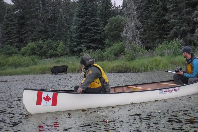 3 Day Algonquin Park Canoe Trip - Moose & Beaver Safari - Key Highlights You Will Feel Fast