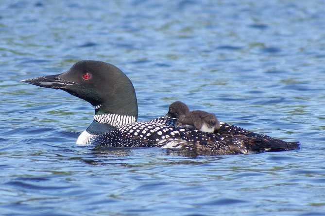 3 Day Algonquin Park Canoe Trip - Moose & Beaver Safari - Fishing and Optional Gear Choices That Save Your Money