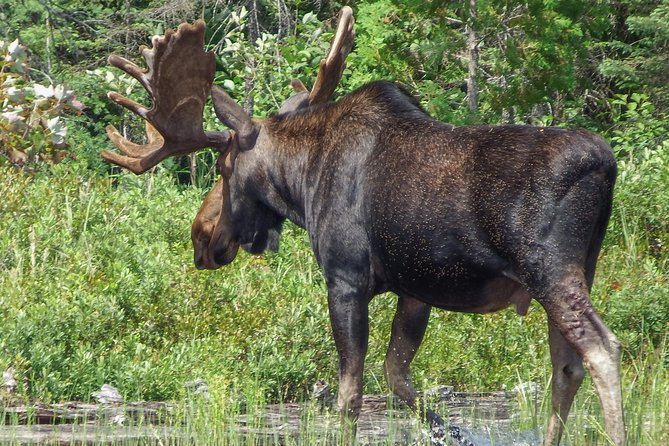 3 Day Algonquin Park Canoe Trip - Moose & Beaver Safari - Meals, Organic Produce, and Photos That Give You Something to Remember