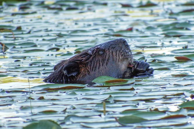 3 Day Algonquin Park Canoe Trip - Moose & Beaver Safari - That First Paddle and Camp Setup, Where Comfort Meets Wilderness
