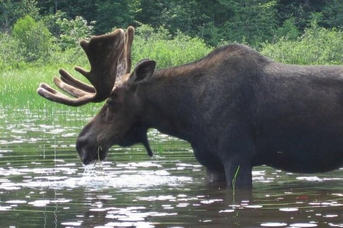 3-Day Algonquin Park Canoe Trip - Day 1: Skills on the water, a portage, then camp by Pen Lake