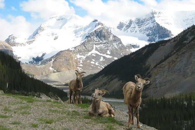 3-Day Glacial Tour package, Columbia Icefield, Jasper, LakeLouise - Ice Explorer and Maligne Lake Chalet lunch: the add-ons that change the vibe