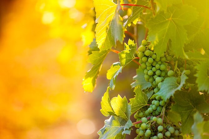 3 hours Wine Tour in Niagara-on-the-Lake - Key Points That Matter Before You Go