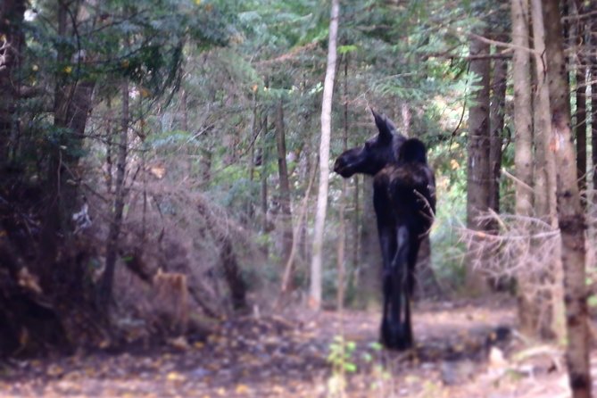 4-Day Canadian Camping Road Trip ("Moose On The Loose") - How the Moose On The Loose Trip Runs, Start to Finish