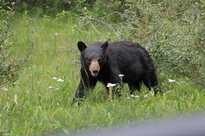 4-Day Canadian Rockies & Banff Classic Summer Tour - Day 2: Rogers Pass Summit, Lake Louise, Moraine Lake, and Banff Avenue