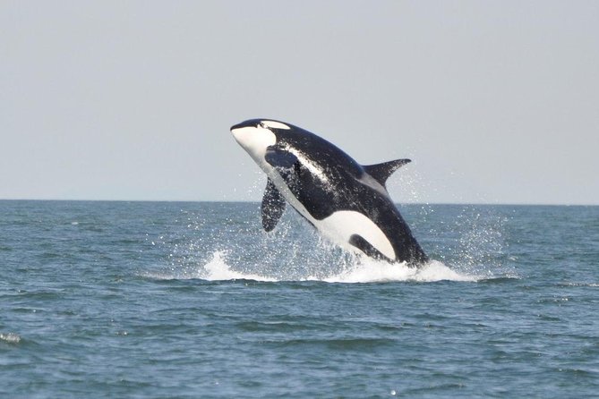 4 Hour Afternoon Whale Watching Tour - What’s included in the ticket, and what it really means for your day