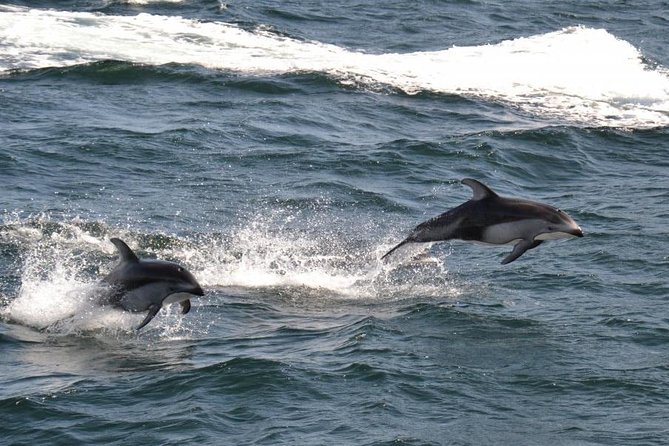 4 Hour Afternoon Whale Watching Tour - Price and value: what $174.16 buys you on a half-day cruise