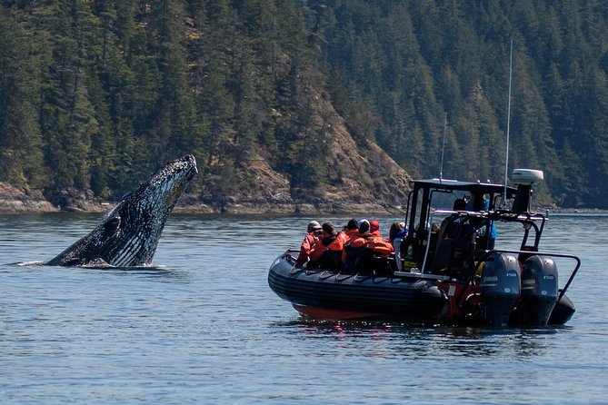 4 Hour Morning Whale Watching Tour - Key things that make this whale watching tour work