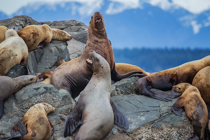4 Hour Morning Whale Watching Tour - Morning Timing and Why 8:00 am Matters