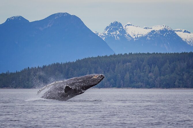 4 Hour Morning Whale Watching Tour - Zodiac Style, Safety Gear, and Survival Suits