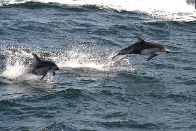 4 Hour Morning Whale Watching Tour - Group Size Limits and What That Means for Your Experience