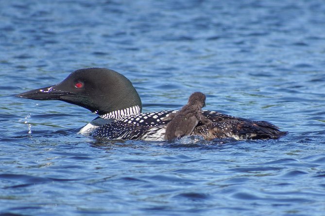 6 Hour Algonquin Park Canoe Trip - Price and value: what your $107.49 includes