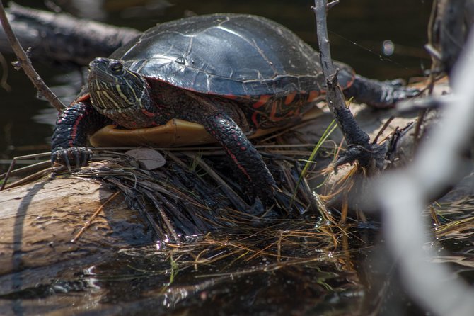 6 Hour Algonquin Park Canoe Trip - Algonquin Park paddling, 600 m portage, and the 1.5 km lookout hike
