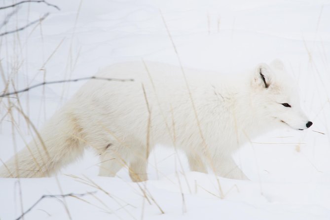 Active Winter Adventure in Yukon | 5 days - Ice fishing: what’s included, even if the timing isn’t the headline