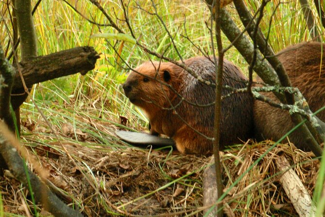 Algonquin Park 4-Day Deluxe Camping & Canoeing Adventure - Day 2 Wildlife Hunt, Cliff Diving Options, and a Serious Feast