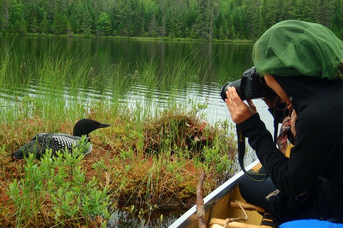 Algonquin Park 4-Day Deluxe Camping & Canoeing Adventure - Day 3: Moose-First Paddling and Hiking, Plus Sauna at 85 C