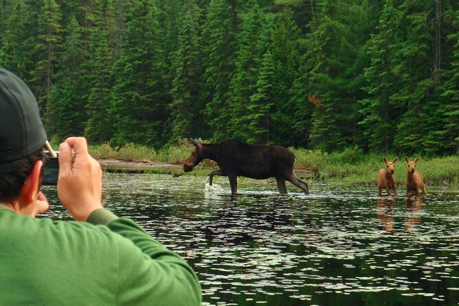 Algonquin Park 4-Day Deluxe Camping & Canoeing Adventure - Day 4: Optional Sunrise Paddle With Hot Chocolate