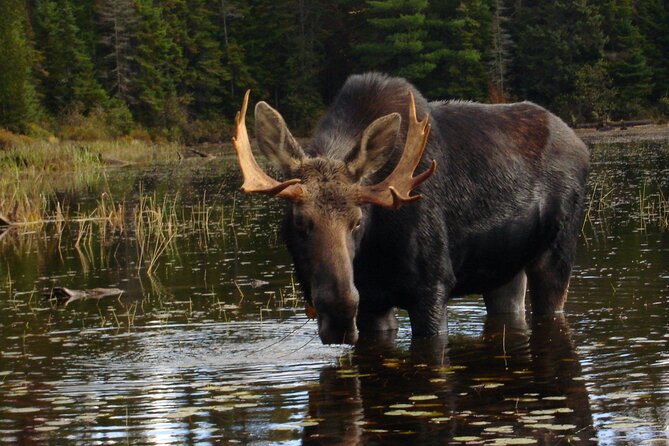 Algonquin Park 4-Day Deluxe Camping & Canoeing Adventure - Value at $397.82: What You Pay For (and Why It Feels Fair)