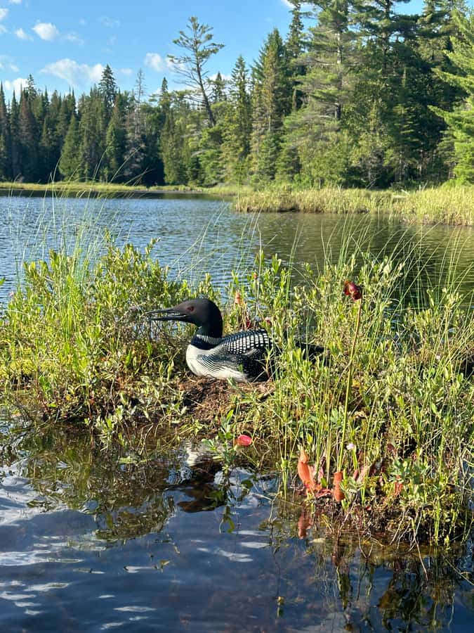 Algonquin Park: Deluxe 4-Day/3-night Canoeing/Camping - Key things that make this Algonquin canoe-camping trip worth your time