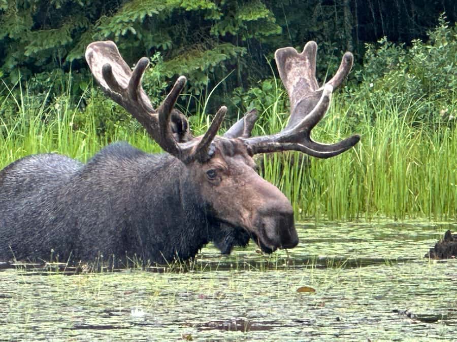 Algonquin Park: Deluxe 4-Day/3-night Canoeing/Camping - A practical backcountry style tour, not a “look and leave” trip