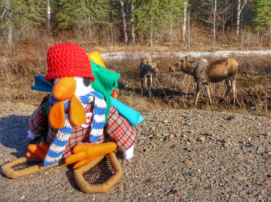 Algonquin Park Hiking: Adventure Tour from Toronto - Key things I’d circle before booking