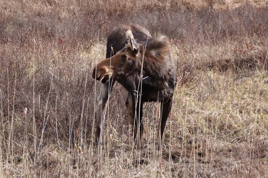 Algonquin Park Hiking: Adventure Tour from Toronto - A guided day inside Algonquin: how the 12 hours actually feel