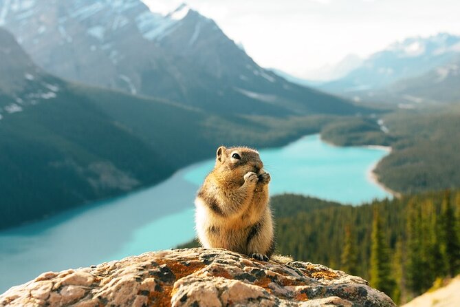 Along Icefields Parkway: Peyto Lake, Bow Lake & Columbia Icefield - Highway 93 in motion: how to enjoy the drive without getting car-sick