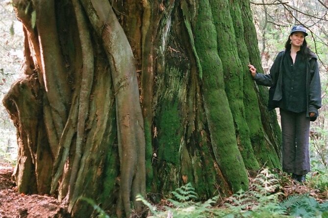 Ancient Trees of Vancouver Walking Tour - Stanley Park’s ancient trees, explained in a way that sticks