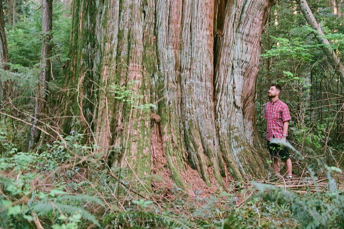 Ancient Trees of Vancouver Walking Tour - The 3-hour itinerary: one main stop, but many layers of learning